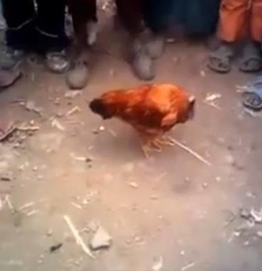 머리 없는 닭이 등장해 합성에 대한 논란이 일고 있다./유튜브 캡처