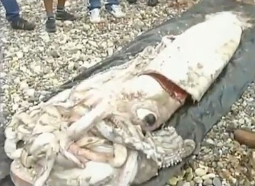 180kg 괴물 오징어 사체가 화제다.  / 국외 온라인 커뮤니티