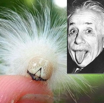 아인슈타인 빼닮은 애벌레 사진이 화제다./온라인 커뮤니티