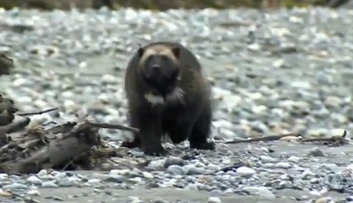 화나면 무서운 동물들이 화제인 가운데 맹수도 피한다는 울버린이 주목 받고 있다. / 유튜브 영상 캡처
