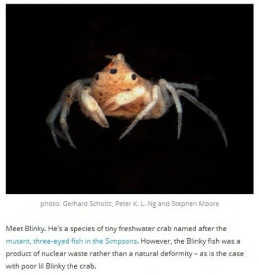 눈 3개를 가진 게가 누리꾼들의 호기심을 자아내고 있다./온라인 커뮤니티 화면 캡처