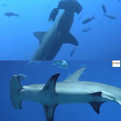 신종 귀상어 발견 소식에 누리꾼들이 관심을 보였다. / 유튜브 영상 캡처