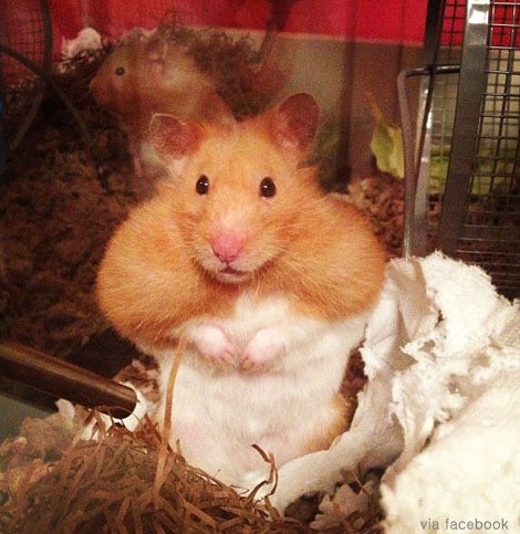 근육질 햄스터 사진이 누리꾼들에게 인기다./ 온라인 커뮤니티