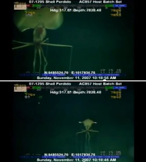 다리 길이 8m 오징어가 심해 바다에서 유영하고 있다. / 유튜브 영상