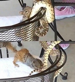 가장 무서운 다람쥐 2탄도 화제를 모으고 있다. / 온라인 커뮤니티