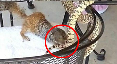 가장 무서운 다람쥐 사진이 누리꾼들에게 인기다./온라인 커뮤니티