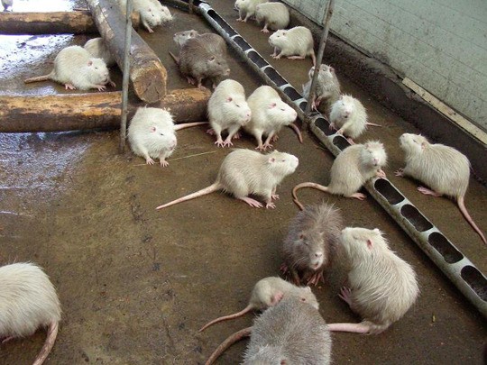 괴물 쥐 뉴트리아의 개체수가 급증해 생태계 혼란이 우려되고 있다. / 온라인 커뮤니티