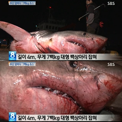 부산에서 발견된 4m 백상아리가 누리꾼들 사이에서 인기다. / SBS 뉴스 캡처