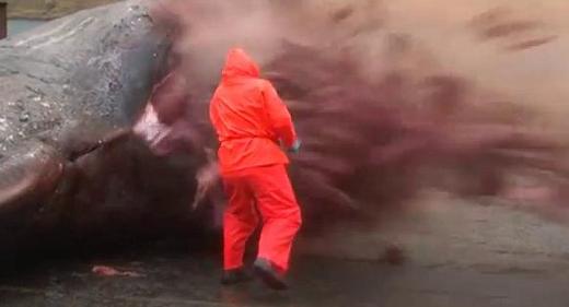 향유고래가 폭발하는 장면이 담긴 영상이 누리꾼들 사이에서 화제를 모으고 있다. / 유튜브 캡처