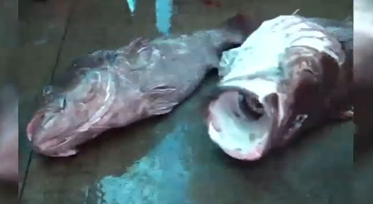 전설의 심해어로 불리는 돗돔이 560만원에 팔렸다. / 채널A 캡처