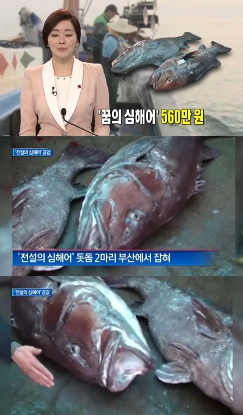 전설의 심해어라고 불리는 돗돔이 부산에서 잡혔다. / 채널A 캡처
