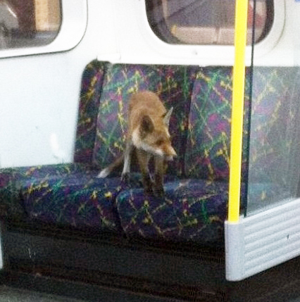 지하철에서 만난 여우 사진 속 여우 한 마리가 지하철 객차 안 의자에 앉아 주위를 경계하고 있다. / 온라인 커뮤니티