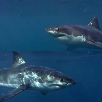 거대 백상어의 물개 사냥이 눈길을 끌고 있다.(위 이미지는 본 기사와 무관함) / 유튜브 영상 캡처