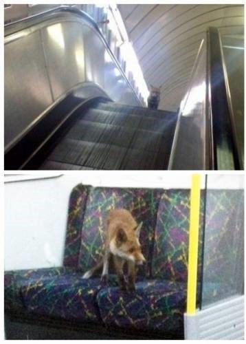 지하철에서 만난 여우가 네티즌의 주목을 받고 있다. / 온라인 커뮤니티