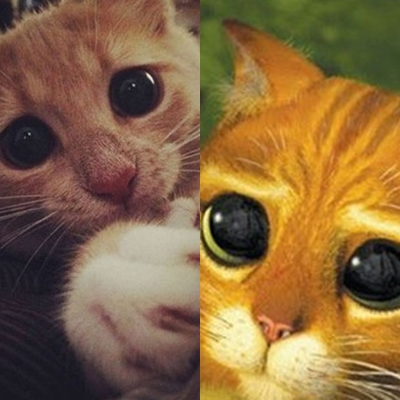 고양이 눈에 비친 주인이 다른 고양이로 보인다는 주장이 제기됐다. / 온라인 커뮤니티