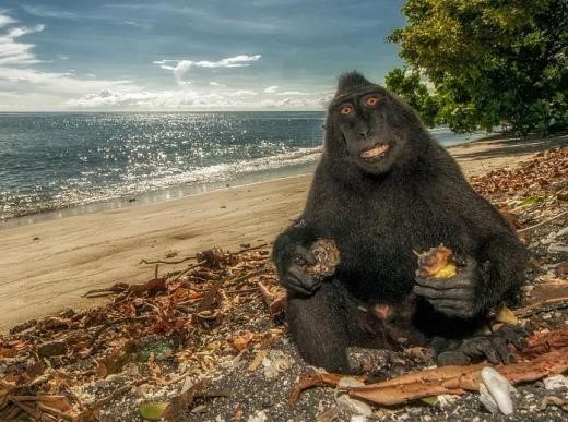 살인미소 원숭이 사진이 화제를 모으고 있다. / 온라인 커뮤니티