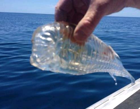 투명인간 닮은 물고기가 누리꾼의 관심을 끌고 있다./ 온라인 커뮤니티 캡처