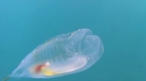 투명인간 닮은 물고기 젤리피시./ 온라인 커뮤니티 캡처