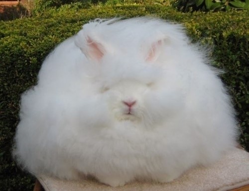 풍성한 털이 인상적인 거대 털 뭉치 토끼가 공개돼 눈길을 끌고 있다. / 허밍턴 포스트 캡처