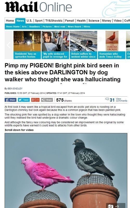 분홍색 비둘기가 포착됐다. / 데일리메일 보도 화면 캡처