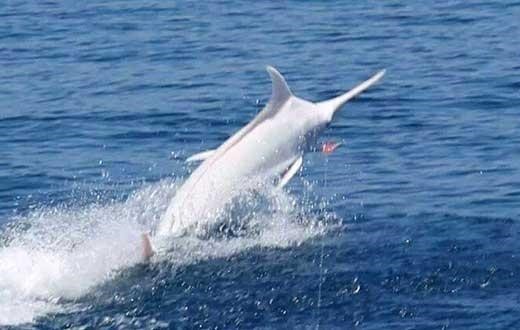 온몸이 하얀 청새치가 발견됐다. / 온라인 커뮤니티