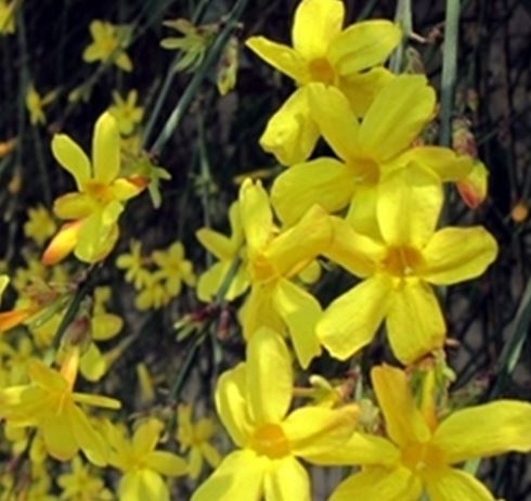 봄이 다가오면서 개나리의 꽃말이 주목받고 있다. / 온라인 커뮤니티