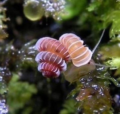 신종 보석 달팽이가 소개됐다. / 라이브 사이언스 캡처