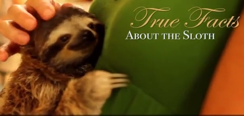 최고령 나무늘보 파울라는 인간으로 치면 약 180년을 살았다./ 유튜브 영상 캡처