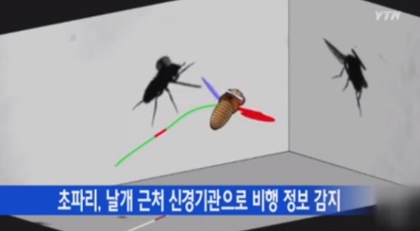 강풍 속 초파리 비행원리가 밝혀지면서 네티즌들의 이목이 집중됐다. / YTN 방송 캡처