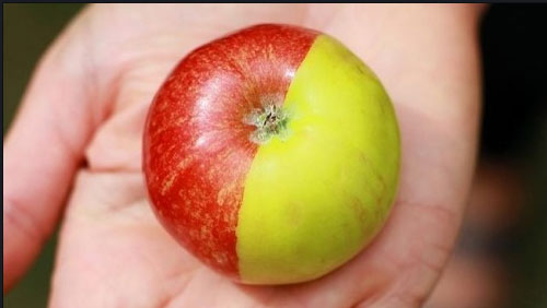 두 얼굴의 사과./ 온라인 커뮤니티 캡처