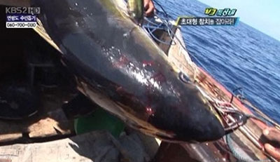 411.6kg 초대형 참치가 눈길을 끌고 있다. / KBS 방송 캡처 (사진과 무관)