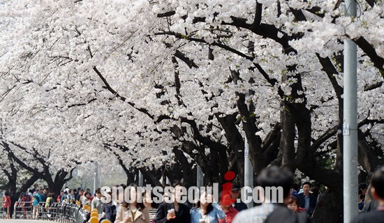 3월 말, 이상기온 현상으로 벚꽃이 예년보다 이르게 펴 음원 차트 역시 러브송이 봄 내내 사랑받았다. /이새롬 기자