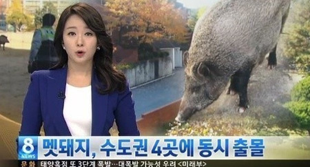 산에서 멧돼지 만났을 때 뒤돌아 도망가지 말아야 한다. / SBS 뉴스