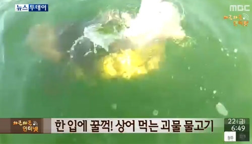 골리앗 그루퍼가 상어를 한입에 삼키는 영상이 충격을 주고 있다. /MBC 방송 화면 캡처