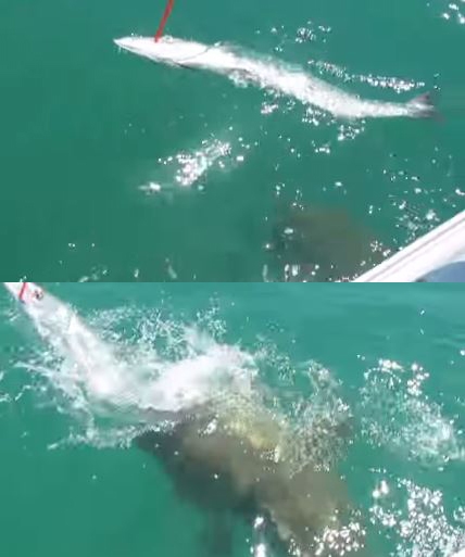 상어 먹는 물고기 골리앗 그루퍼에 관심이 쏠린다. /유튜브 영상 캡처