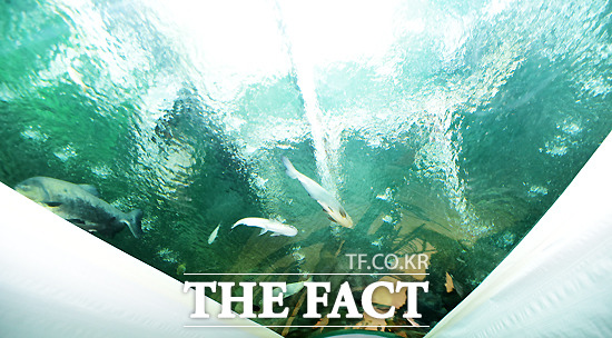 제2롯데월드 프리오픈에 상품 전시는 없다던 말과 달리 아쿠아리움에는 물고기들이 평화롭게 놀고 있었다. 롯데물산은 테스트 물고기라고 주장했다. / 배정한 기자