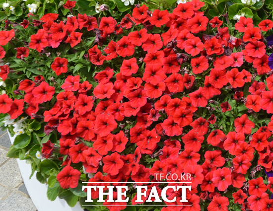 오늘은 고백데이! 매년 9월 17일 고백해서 연인이 되면 100일 뒤 12월 25일 크리스마스을 맞이할 수 있다. / 더팩트DB