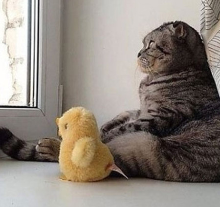 고양이 명예 역장이 눈길을 끌고 있다. / 온라인 커뮤니티 (사진과 무관)