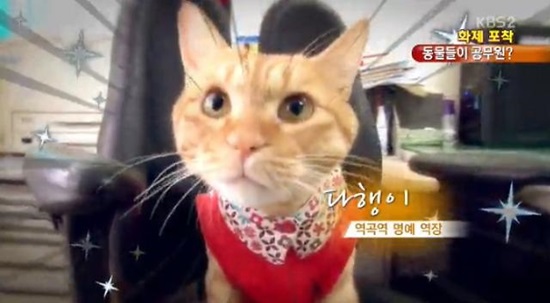 고양이 명예 역장이 화제다. / KBS2 방송 캡처