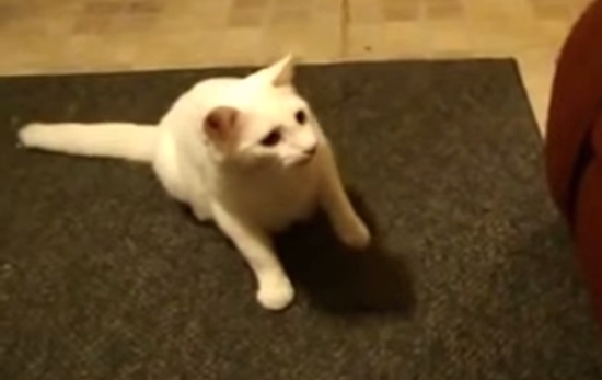 고양이의 지능에 관해 누리꾼들이 관심을 보이고 있다. / 유튜브 영상 캡처