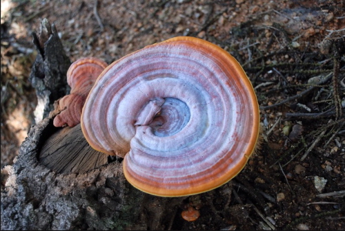 괴물 영지버섯이 발견되면서 그 크기와 효능에 대한 궁금증이 커지고 있다. 사진은 일반 영지버섯. / 포털사이트 캡처