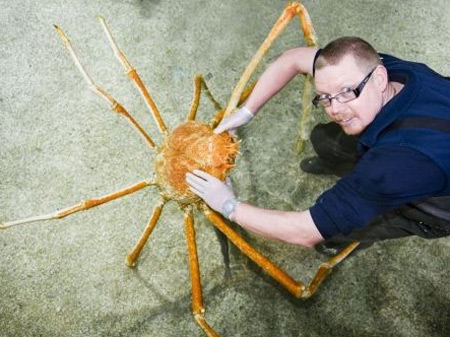 킹크랩 가격 폭락 이유에 대한 여러 분석이 나오고 있다. / 메트로