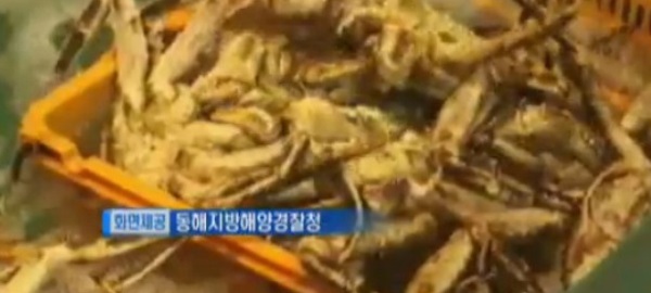 킹크랩 가격 폭락이 누리꾼의 많은 시선을 끌고 있다. / YTN 화면캡처