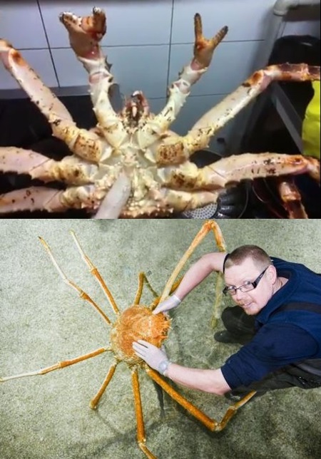 킹크랩 가격 폭락 소식이 알려지면서 누리꾼들의 관심이 모이고 있다. / 유튜브 영상·메트로 캡처