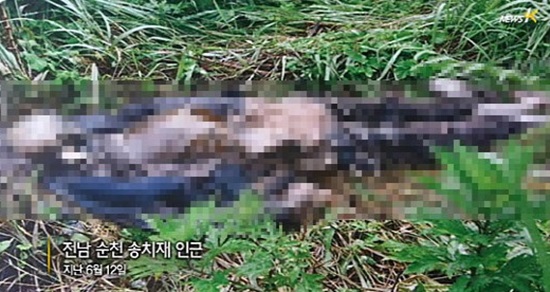 유병언 전 세모그룹 회장의 죽음을 둘러싼 각종 괴담은 우리사회의 불신 현상을 잘 보여주는 사례다./뉴스K 캡처