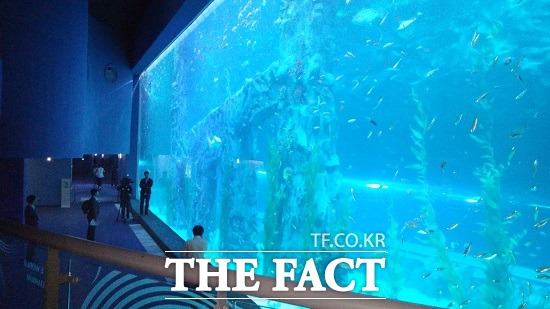 지하 1~2층 복층 규모로 만들어진 디 오션에는 푸른바다거북, 카우노즈레이, 얼룩매가오리 등과 수십가지 생물들이 공존하고 있다.
