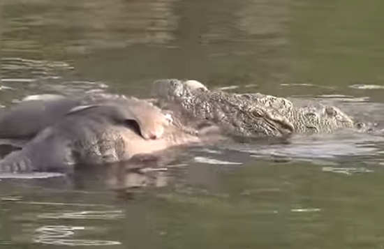이층버스 크기 고대 악어에 대한 누리꾼들의 관심이 높아지고 있다. / 유튜브 영상 캡처