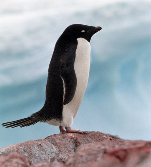 남극 100년 전 수첩 발견과 함께 아델리 펭귄의 문란한 성생활까지 기록돼 있어 누리꾼들이 관심이 집중되고 있다. /다음 캡처
