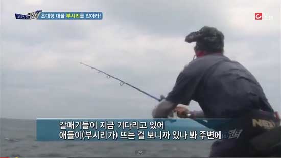 부시시란 어떤 생선일까. 가을이 다가오면서 제철 생선 부시리가 주목받고 있다. /TV조선 코리아 헌터 방송 캡처