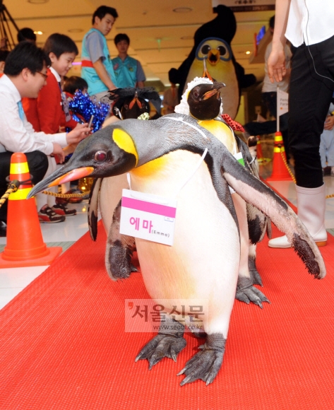 쇠푸른펭귄 사진이 올라오면서 누리꾼들 사이에서 높은 관심을 보이고 있다.(해당 기사와 무관) /서울신문 제공